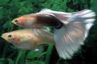The Guppy Fish – Guide On Breeding, Diet, Sexing, Care And Forum