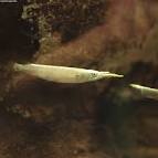 ニー（Wrestling halfbeak） - via Daymix