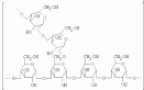International Starch: Starch