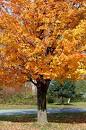 Fall Foliage Photos | Orange Sugar Maple Trees | Photos