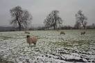 Snow White and the Seven Sheep - via Daymix