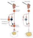 Chapter 18 - Learning and Memory