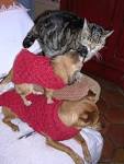 Chihuahuas & Chiweenies | A DAY IN THE LIFE ... of an animal ...