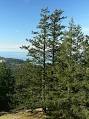Douglas-fir - Wikipedia, the free encyclopedia