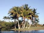 Floridata: Cocos nucifera