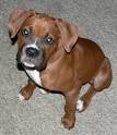 Boxer Information and Pictures, Boxers