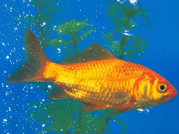 images?qtbnANd9GcRiwKKcZY9bHWIxhx ygF4WI1rRWtgBWN99Pl4nfpYWirQ4zNFLjboqaAIBdQ