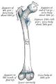 Femur - Wikipedia, the free encyclopedia