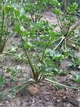 (<b>Apium graveolens</b> var.