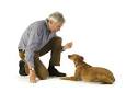 Dog or Puppy Obedience Training Tips - Crate, Potty, Leash ...