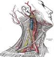 VI. The Arteries. 4. The Arteries of the Upper Extremity. a. The ...