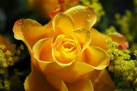 [صورة: images?q=tbn:ANd9GcRjMMfju2EK0luHZKubJVU...KGWPAfkoKQ]