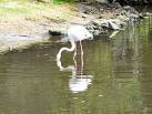 The traditional pink colour derives from their diet of shrimps. - via Daymix