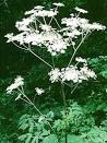 Angelica Sinensis – Dong Quai