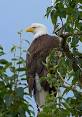 Eagle - Wikipedia, the free encyclopedia