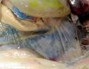 Biology 453 - Shark Cardiovascular Sys. Photos