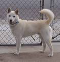 jindo pronunciation