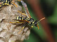 Paper wasp - Wikipedia, the free encyclopedia