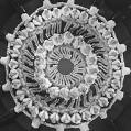 Busby Berkeley Number - Television Tropes &amp; Idioms