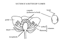 <b>Ranunculaceae</b>, the Buttercup