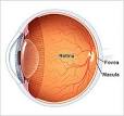 The <b>Retinal</b> Specialist