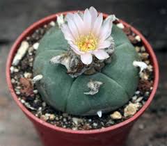 Peyote-109 , Drug and Alcohol Treatment Centers and Addiction Treatment 