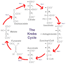 Krebs Phases