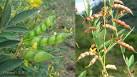 Factsheet - <b>Cajanus</b> cajan
