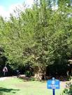 Long straight yew branches were used by the Anglo-Saxons to make longbows. - via Daymix