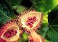 All About Achiote - Phoenix Restaurants and Dining - Chow Bella