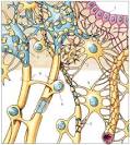 tipos de <b>tejidos</b> animal y