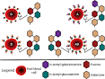 [edit] ABO <b>antigens</b>