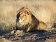 Lions more likely to attack after a full moon | TG Daily
