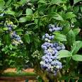 Climax <b>Blueberry Plant</b>