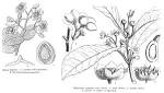 <b>Monimiaceae</b> Juss.