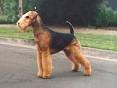 Hypoallergenic Dog Breeds