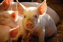 How To Treat Swine Flu ?