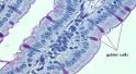 Goblet Cells