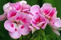Health Benefits Of Geranium Essential Oils:Soulflame - Zine