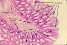 SIU SOM Histology GI