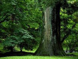 ბუნება - Buneba