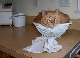 cat on kitchen top
