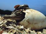 Crocodile Cracks Its Shell