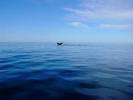 LONELIEST WHALE IN THE WORLD Sings at the Wrong Frequency | Impact Lab
