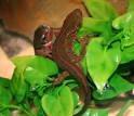 Japanese Fire-Bellied Newt by Michael