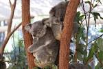 Singapore Zoo to welcome four koalas from Australia | Global.