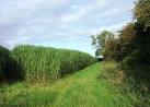 Footpath near Great Bridgeford - via Daymix