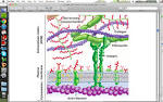 Biological Sciences 172 > Cuajungco > Flashcards > Cell- Cell ...