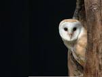Anaboo Creations  Id like you to meet Betty Barn Owl created for