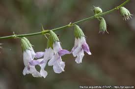 Image result for Stachys angustifolia